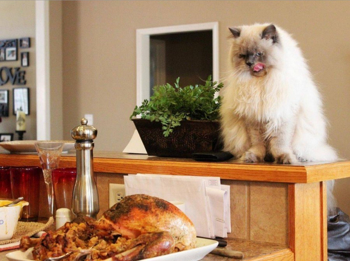 Смешной обед. Котик с едой. Кот на кухне. Смешные животные на кухне. Кот на обеденном столе.
