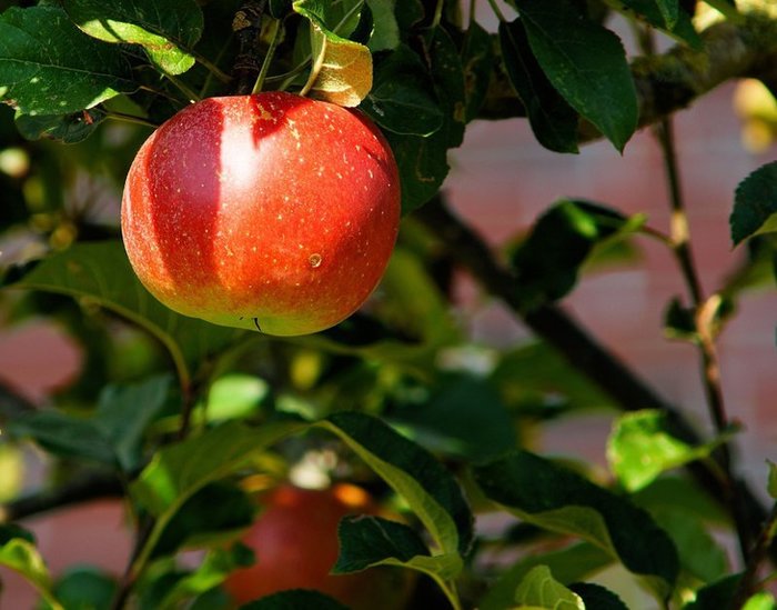 Выведен новый сорт яблок, которые год не портятся