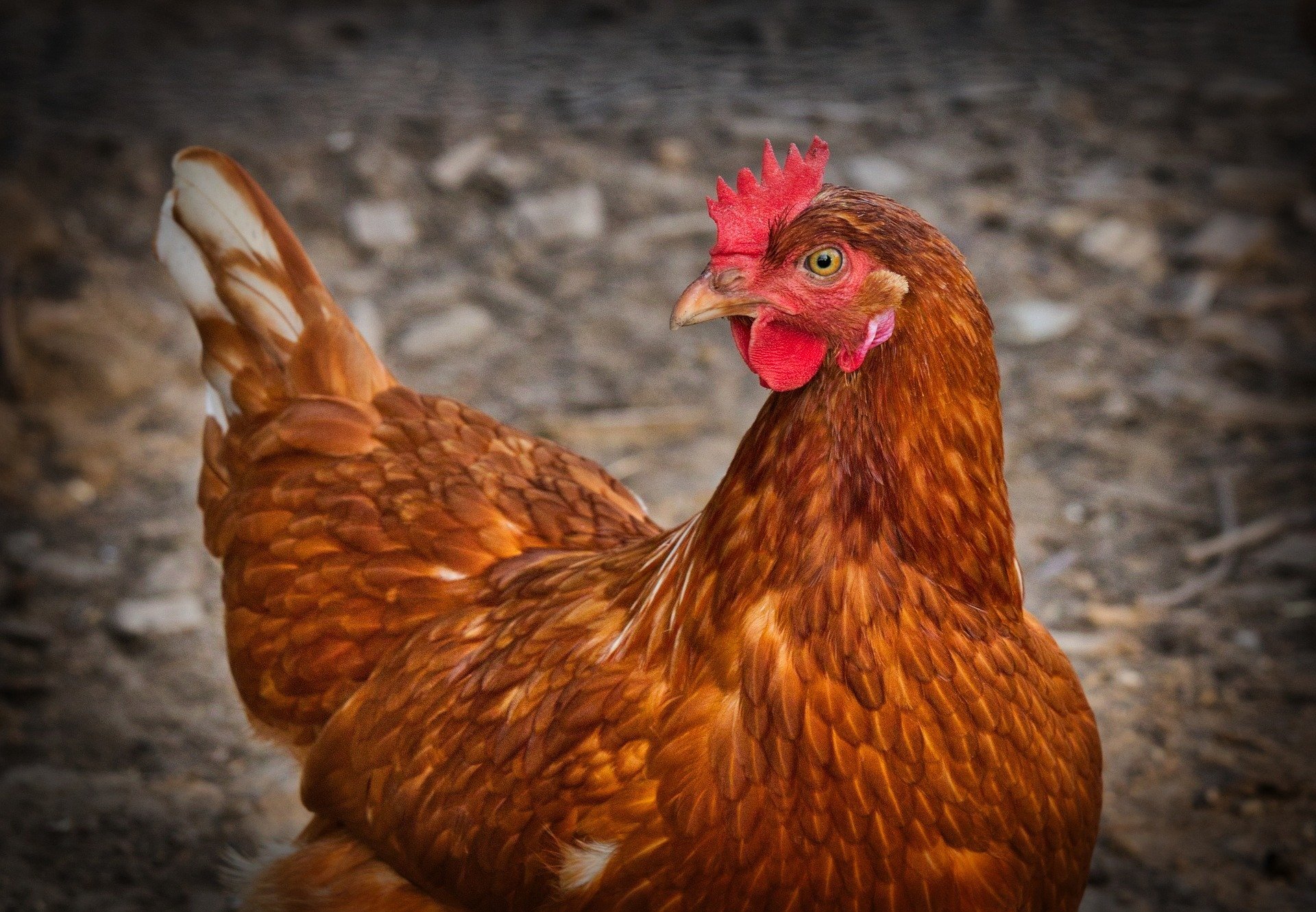 7 стран прекратили закупки украинской курятины