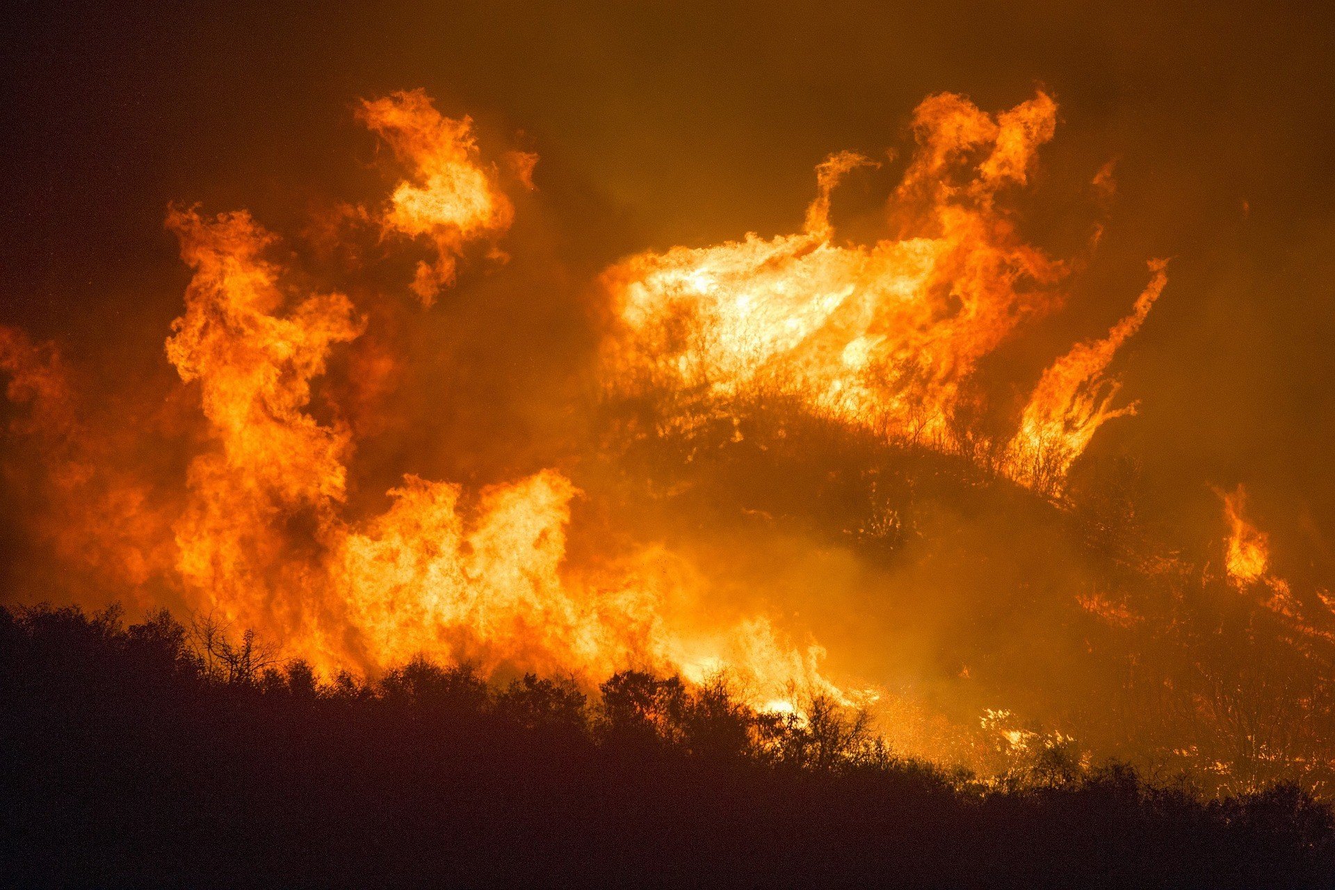 Спутник зафиксировал масштабные пожары на Житомирщине