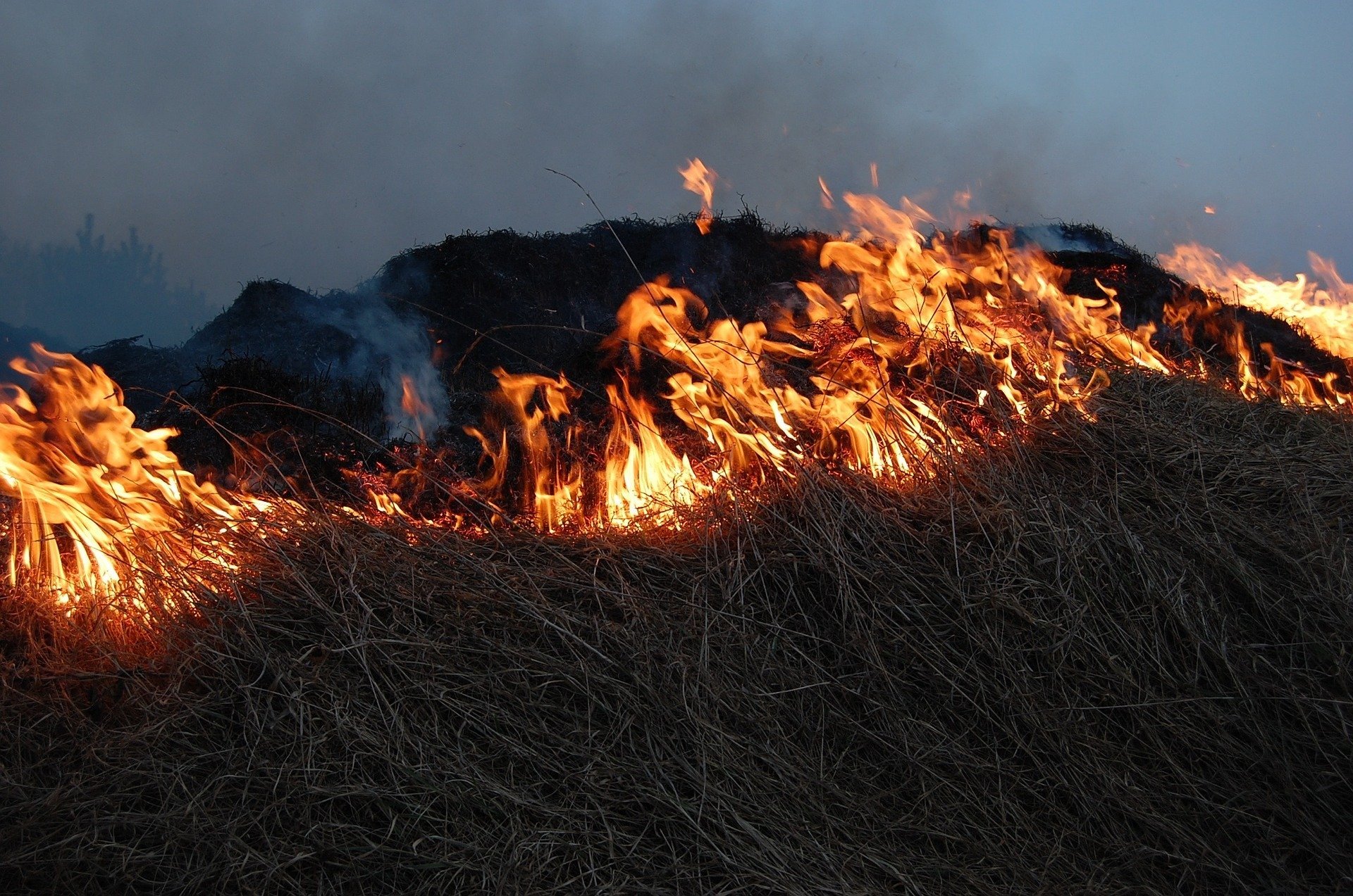 На Житомирщине траву сожгли вместе с сельсоветом