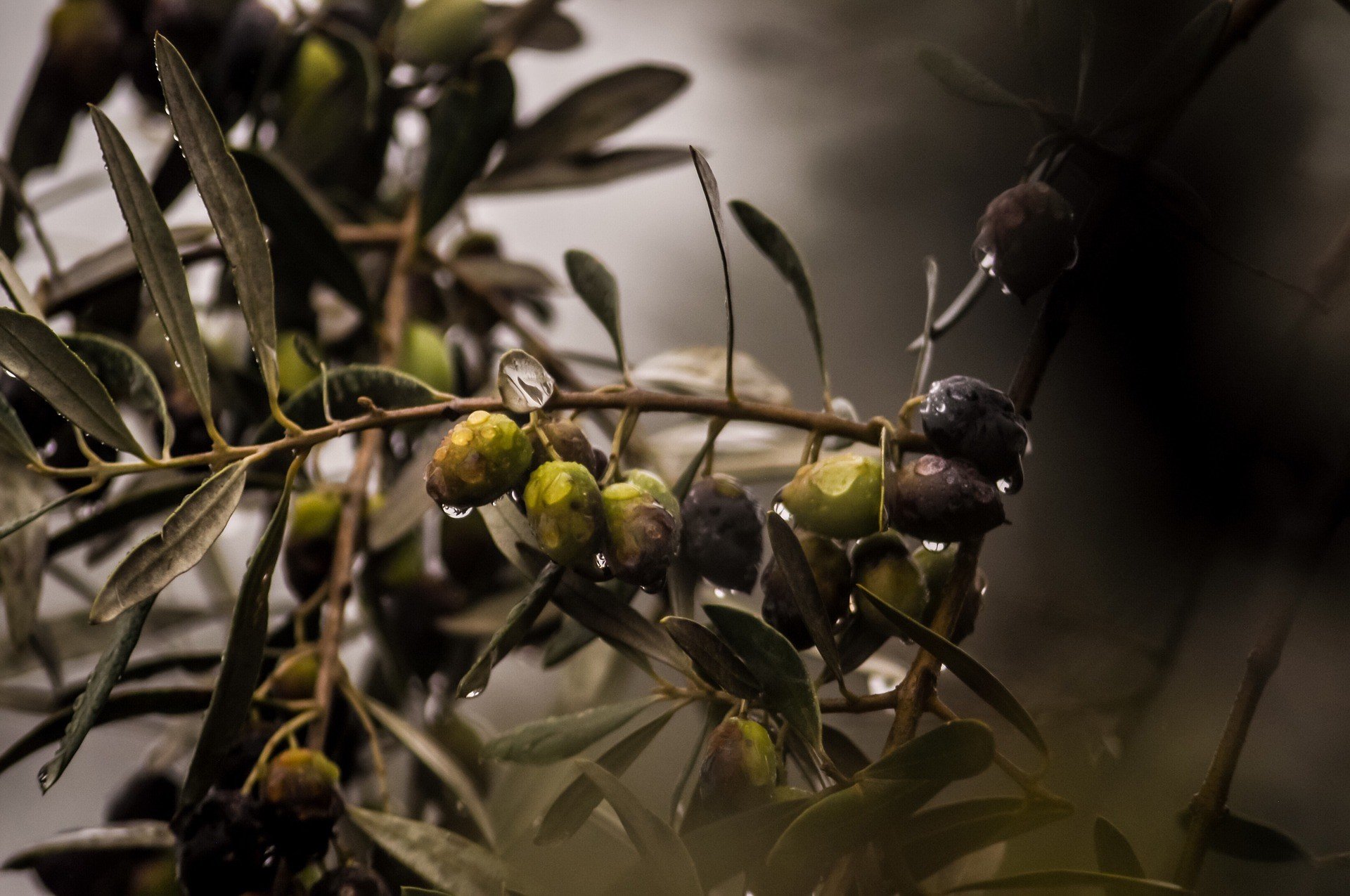 Оливковые плантации оказались под угрозой