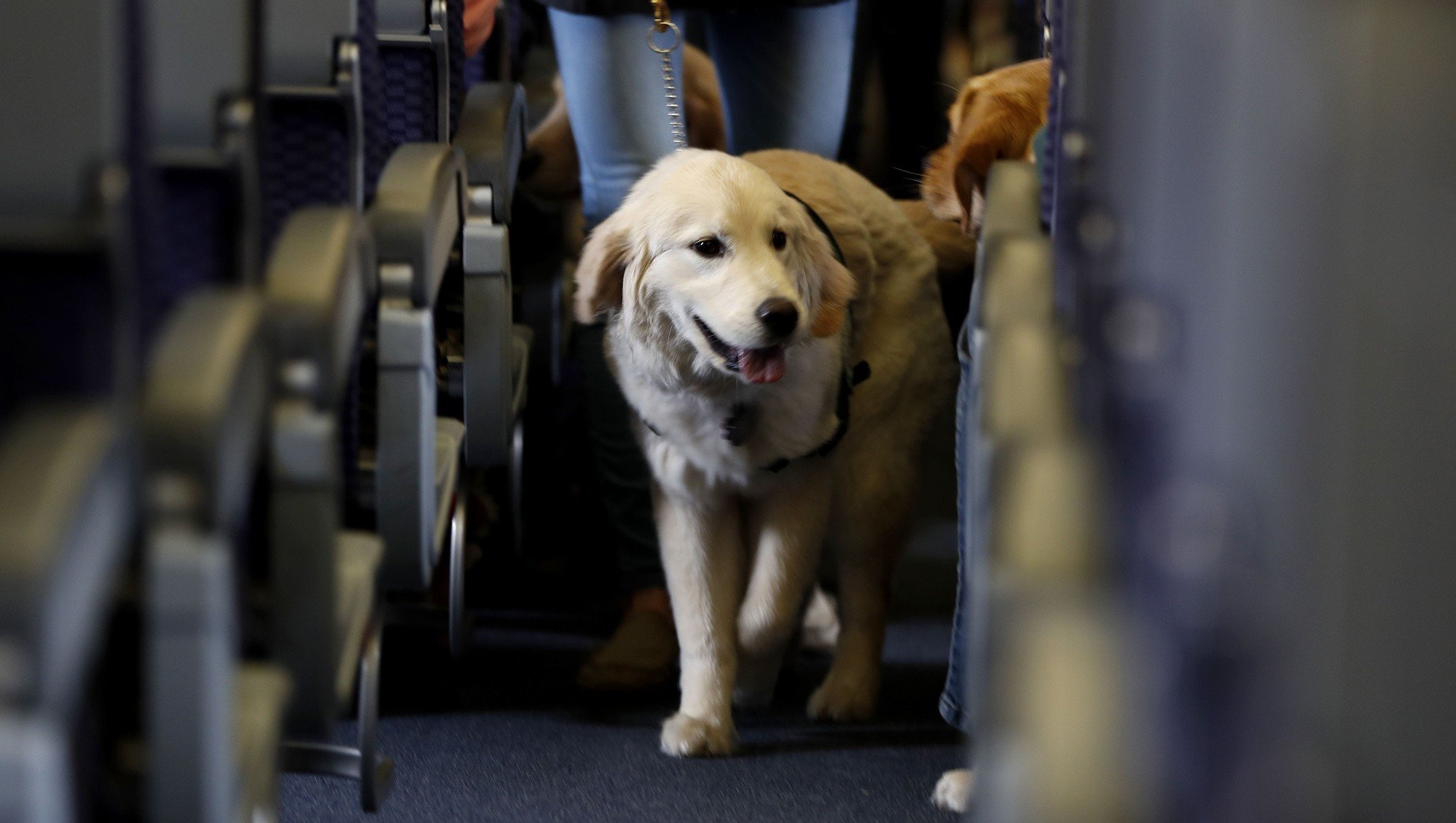 ​Собаки в аэропортах могут учуять вирус