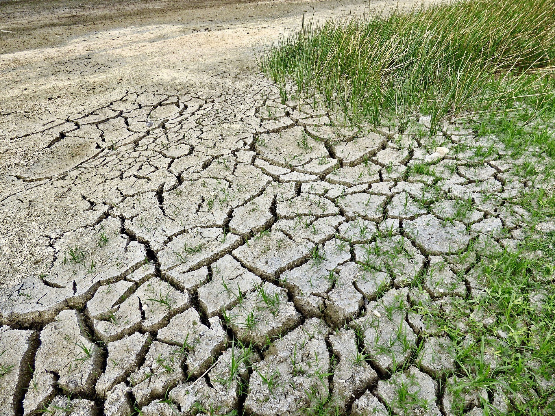 Засуха в Украине: последствия для бизнеса и населения