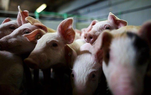 На Киевщине уничтожили почти 4 тысячи свиней