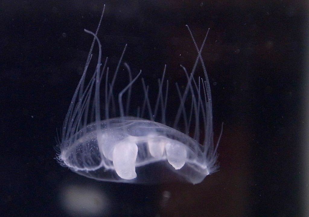 Последствия заселения Днепра мелкими медузами