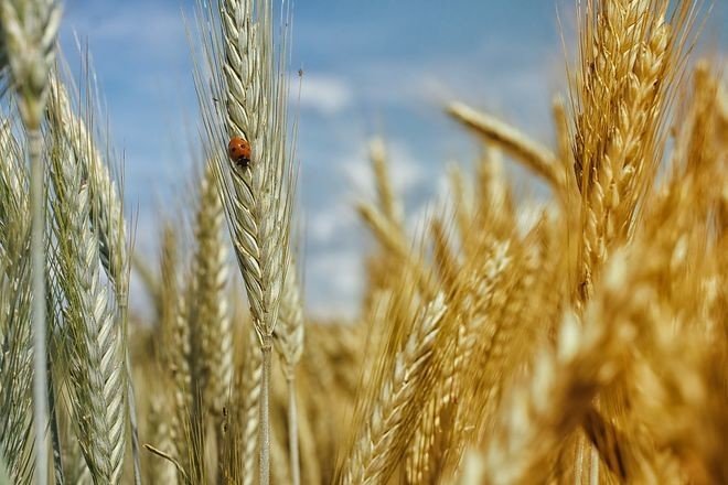Украина приблизилась к новому рекорду урожая зерновых