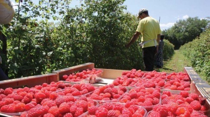 Финляндия запретила въезд сборщикам ягод