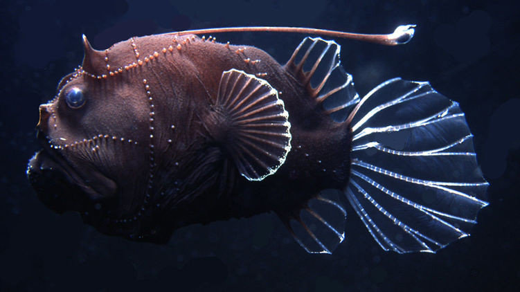 Тайны генома глубоководных рыб