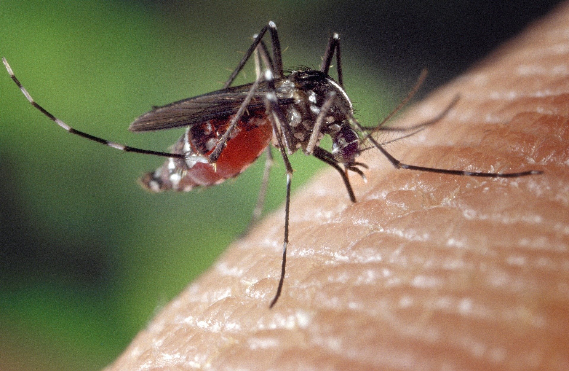 США выпустят 750 млн комаров-мутантов
