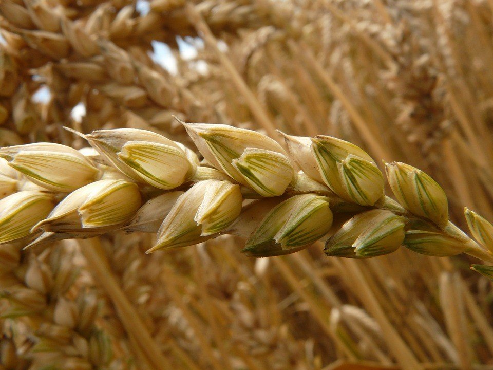 Украина решила придержать пшеницу для себя