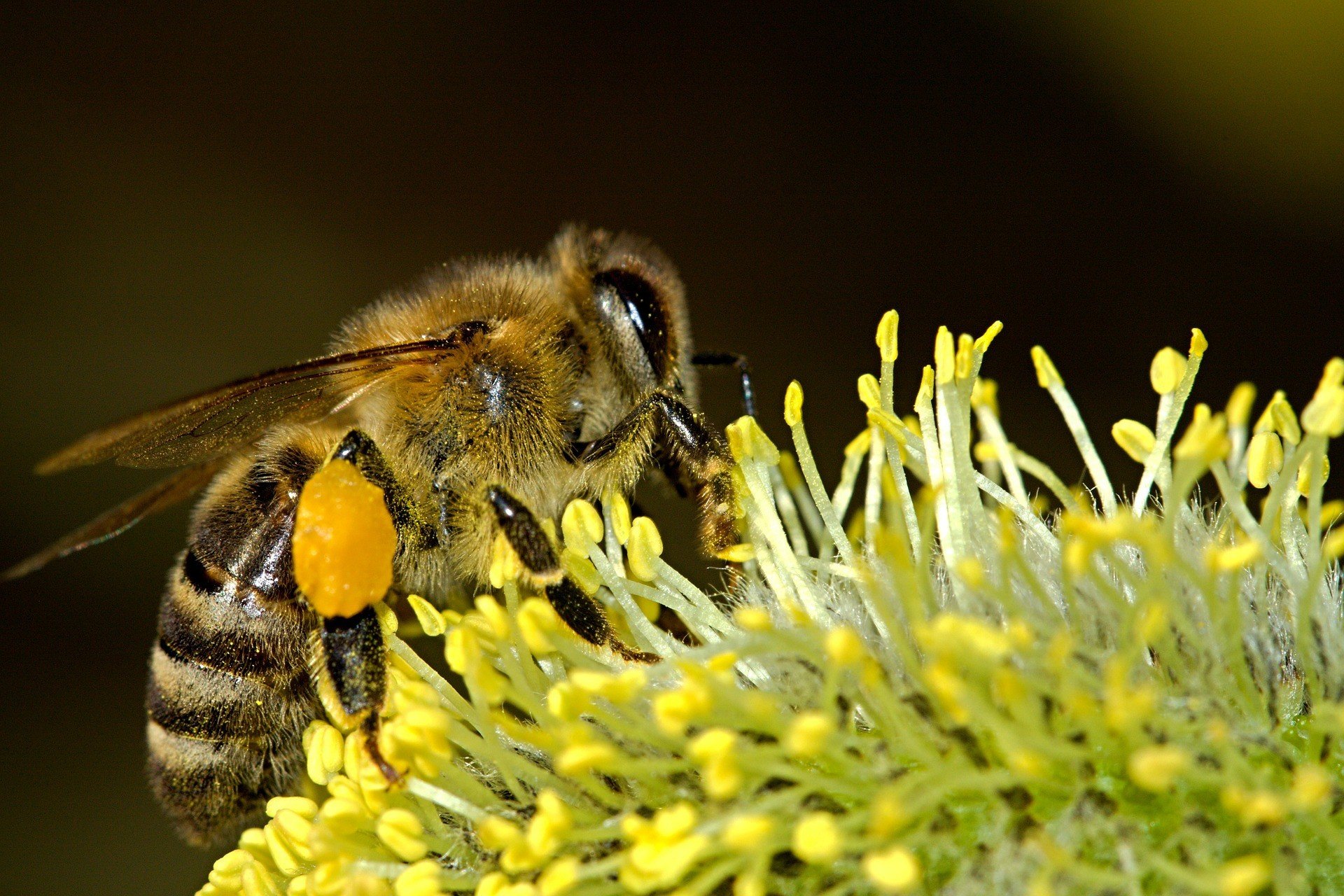 Ученые решили проблему вымирания пчел