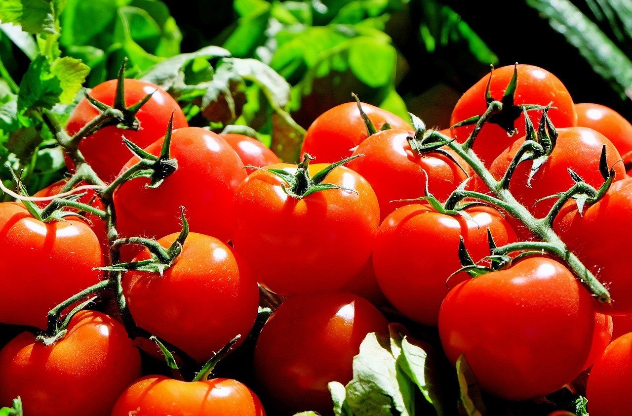 Корисні властивості помідор і кому протипоказані
