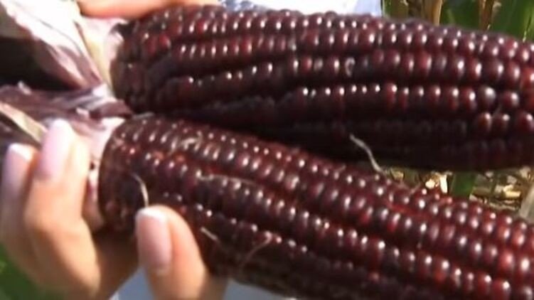 На рынках Украины появилась кукуруза фиолетового цвета (видео)