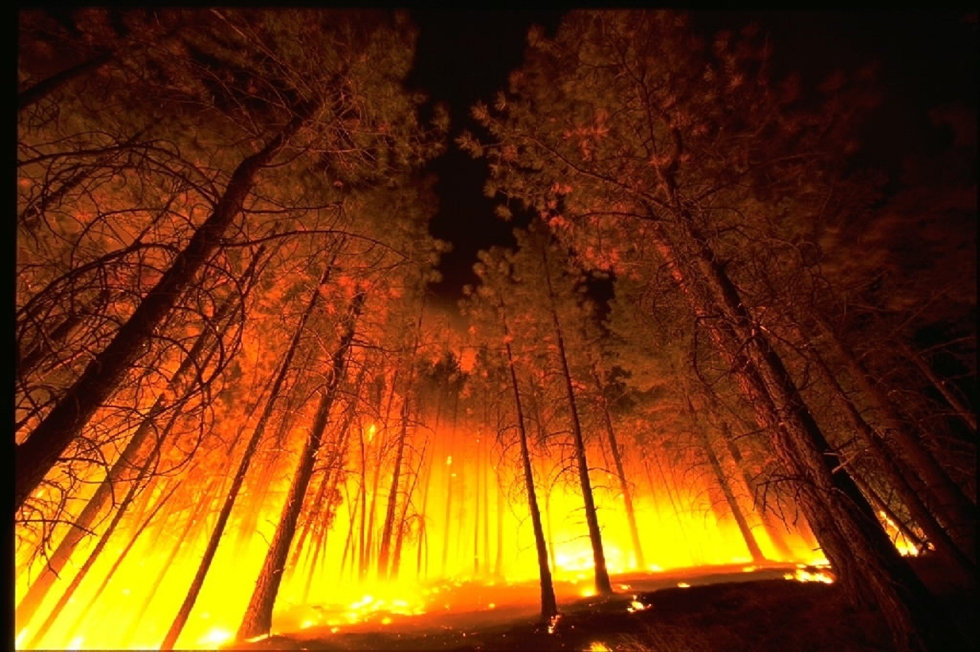 Количество жертв масштабных пожаров на Луганщине возросло