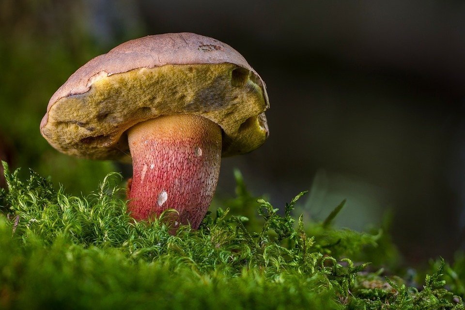 Ядовитые грибы: как их отличить от съедобных