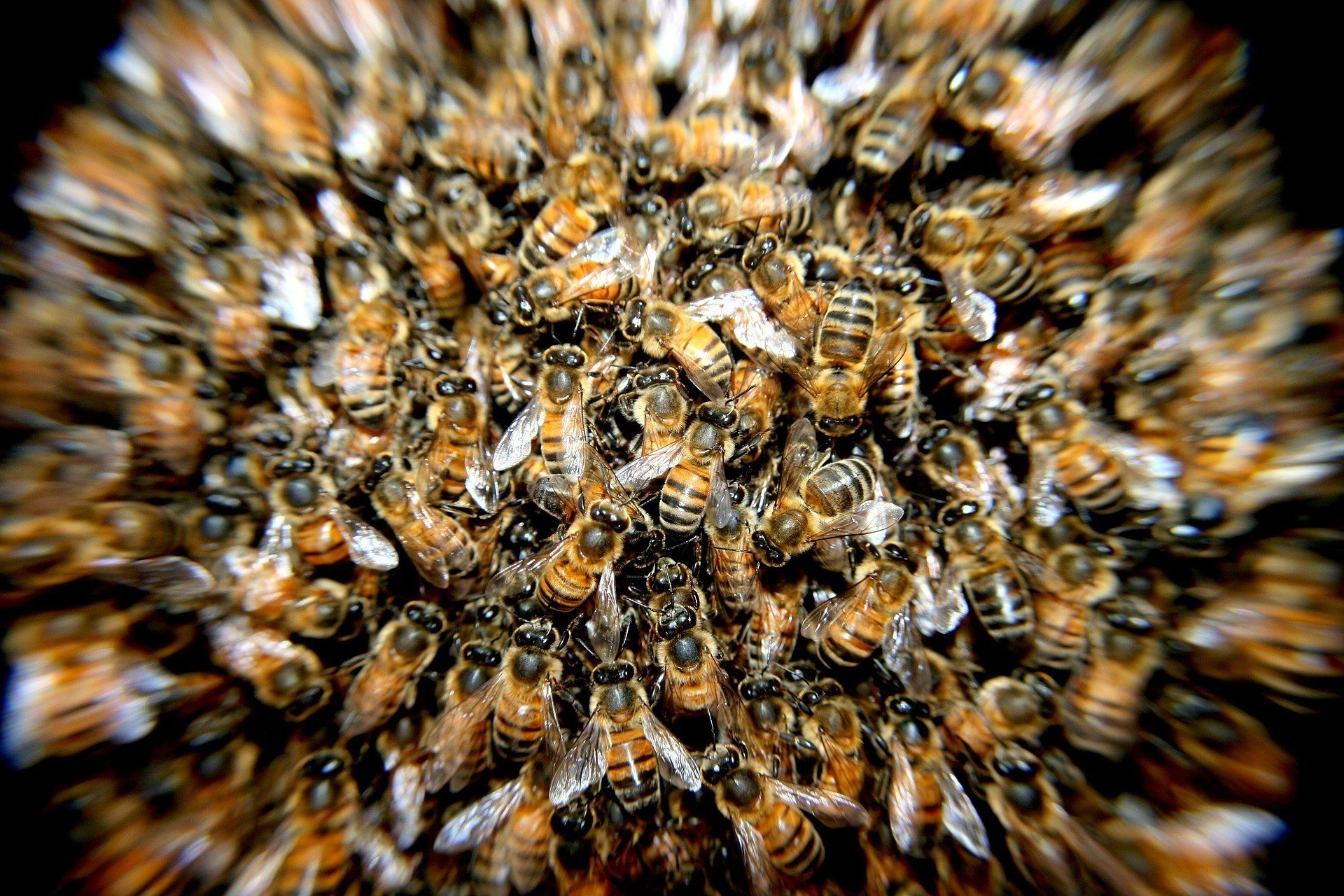 Рекорд Гиннеса: китайца облепили килограммы пчел