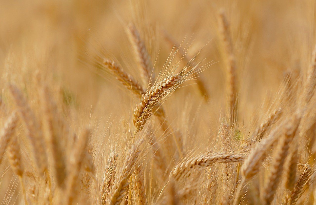 Аргентина первой в мире узаконила ГМО-пшеницу