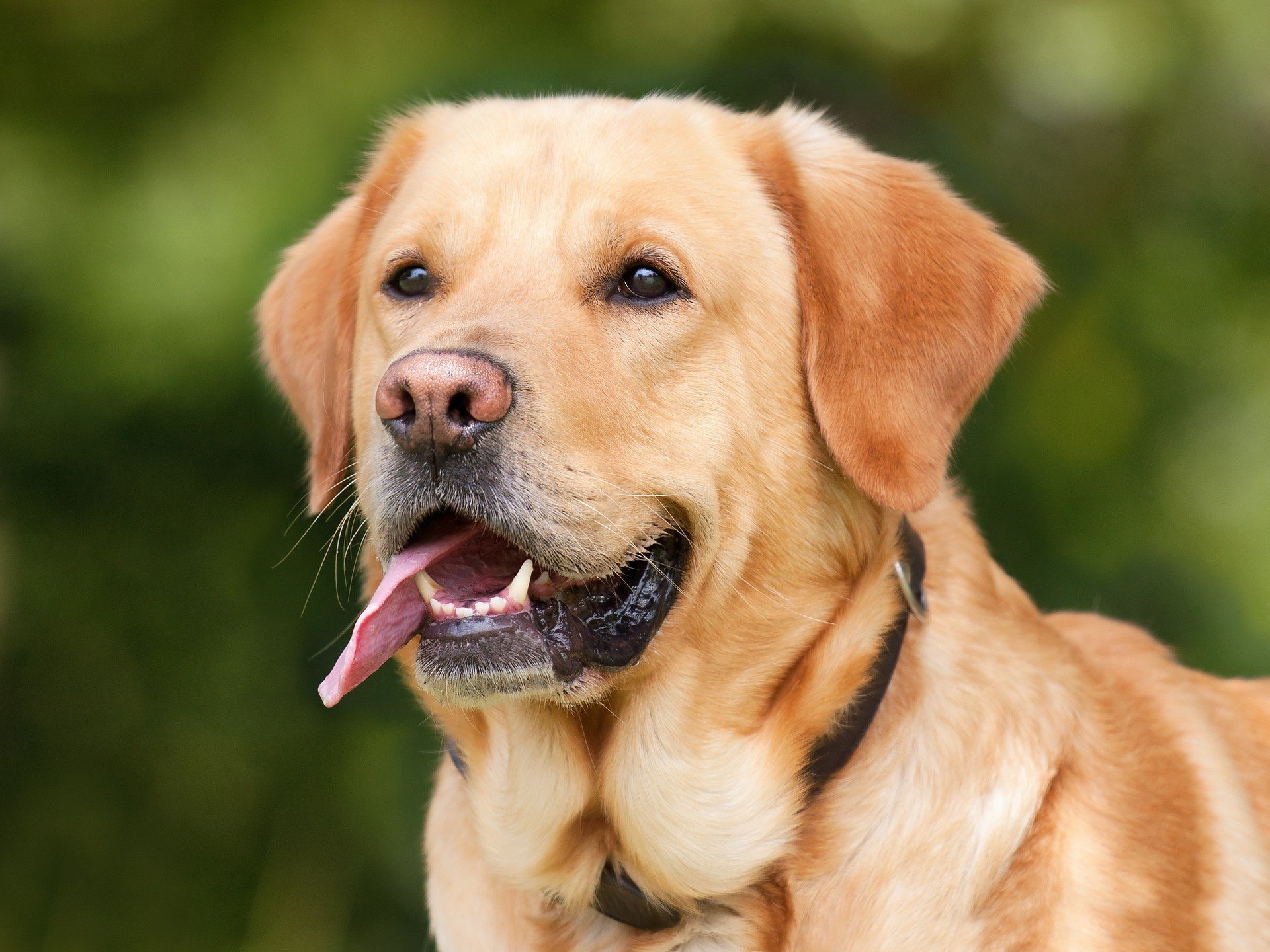 Собаки обнаруживают коронавирус точнее и быстрее тестов