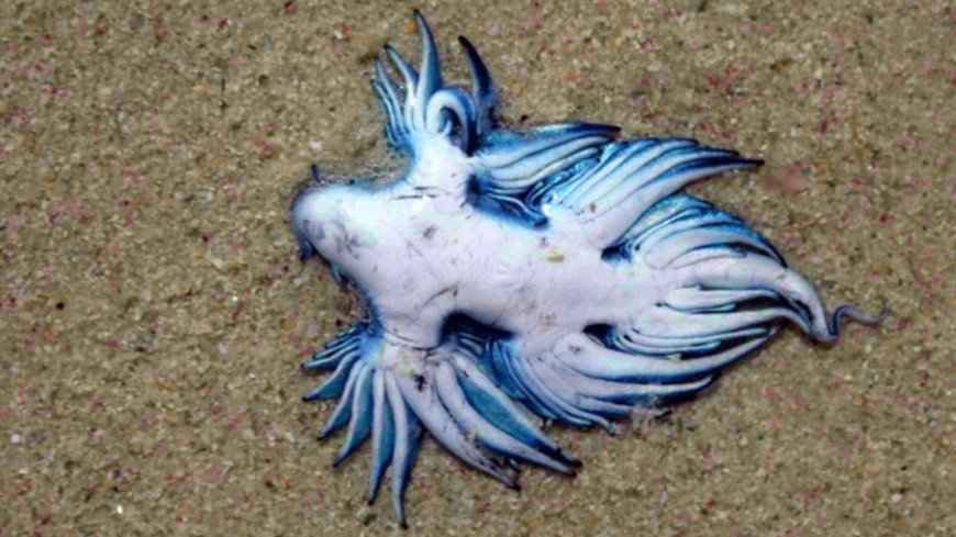 На берег Африки выбросило голубого дракона