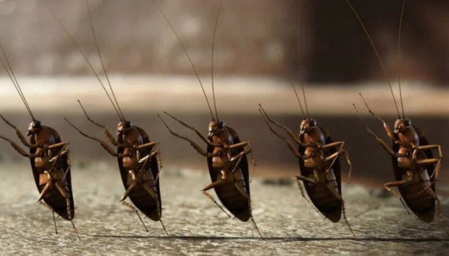 Какие тараканы живут в наших домах и откуда они берутся