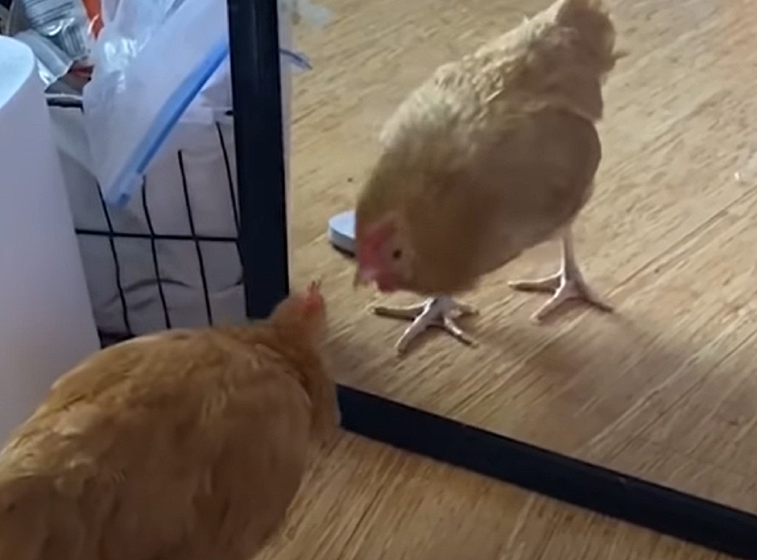 Смешные реакции животных на отражение в зеркале