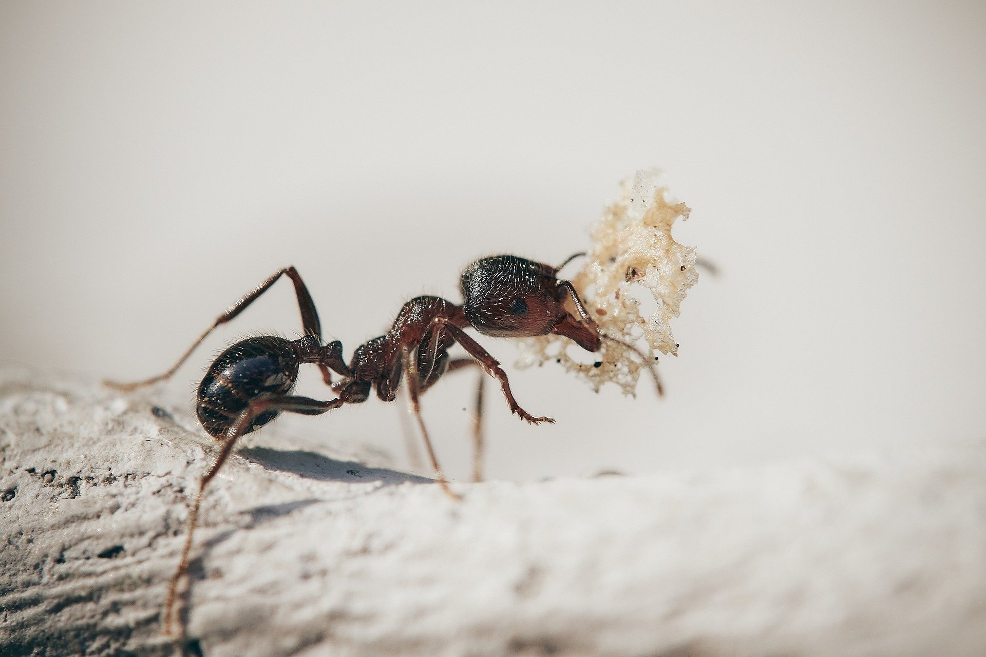 Зачем муравьи глотают собственную кислоту