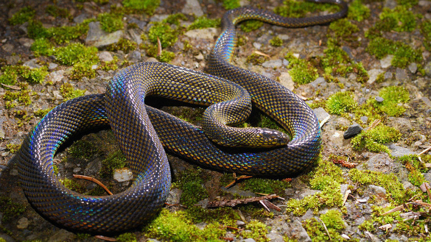 Ученые обнаружили новый вид змей
