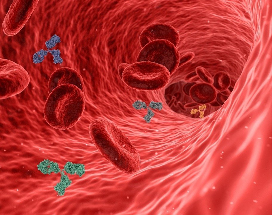 Роль антител и иммунных клеток в защите от COVID-19