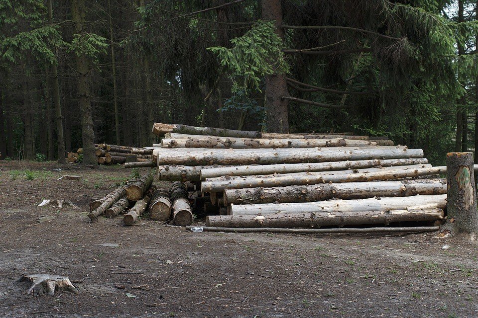 Украина начала импорт леса-кругляка