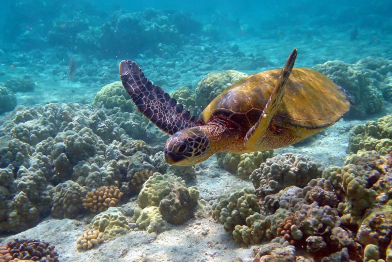 Глобальное потепление ударило по морским черепахам