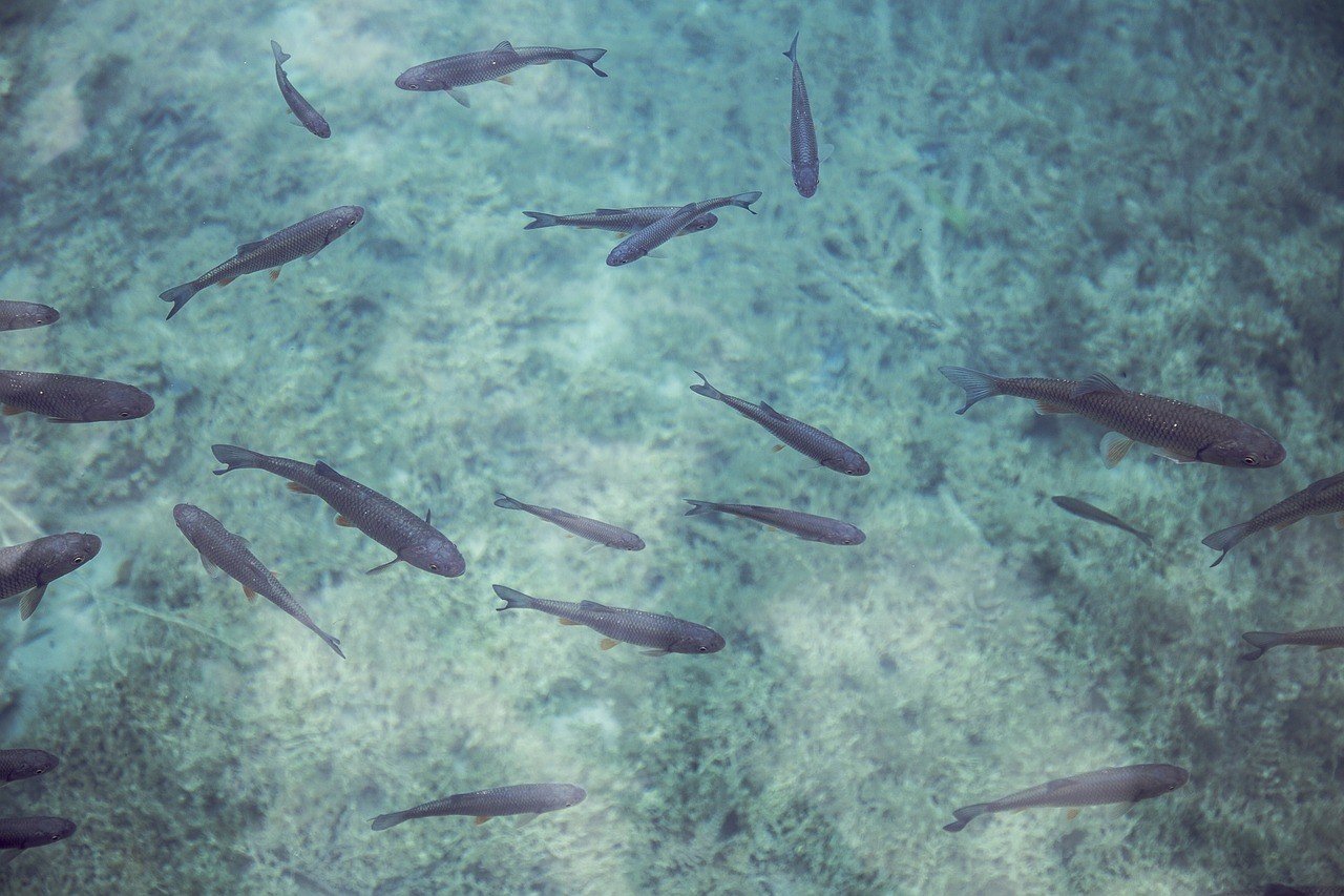 Вивчення вродженого сколіозу: вчені використовують рибок даніо