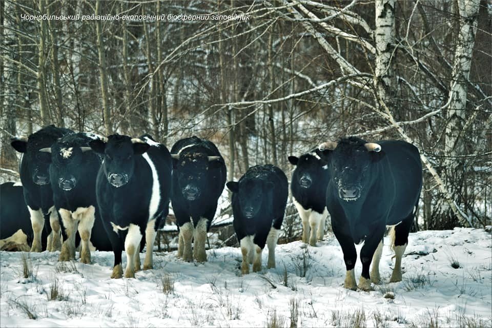 Корови Чорнобильської зони: дивовижні факти