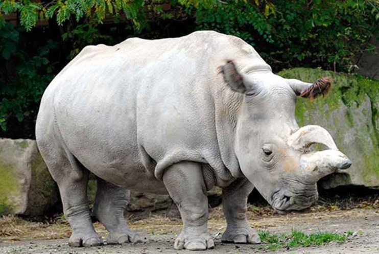 Вдалося отримати ще два ембріона північного білого носорога