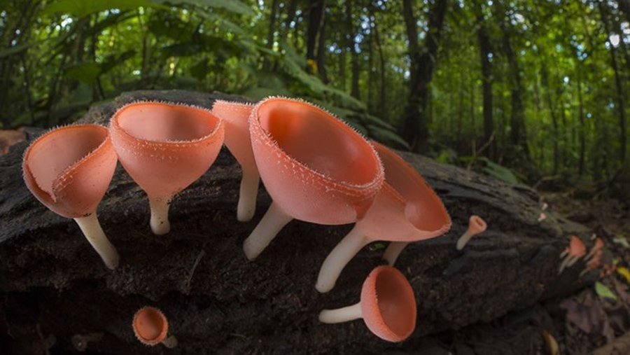 Виявилося, що гриби допомогли планеті оговтатися від льодовикового періоду