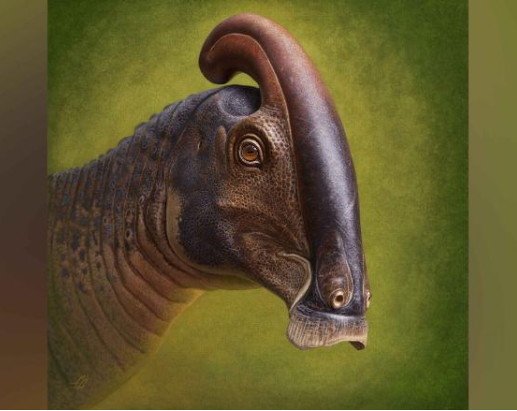 Викопний череп показує, як чубатий динозавр отримав свій незвичайний головний убір