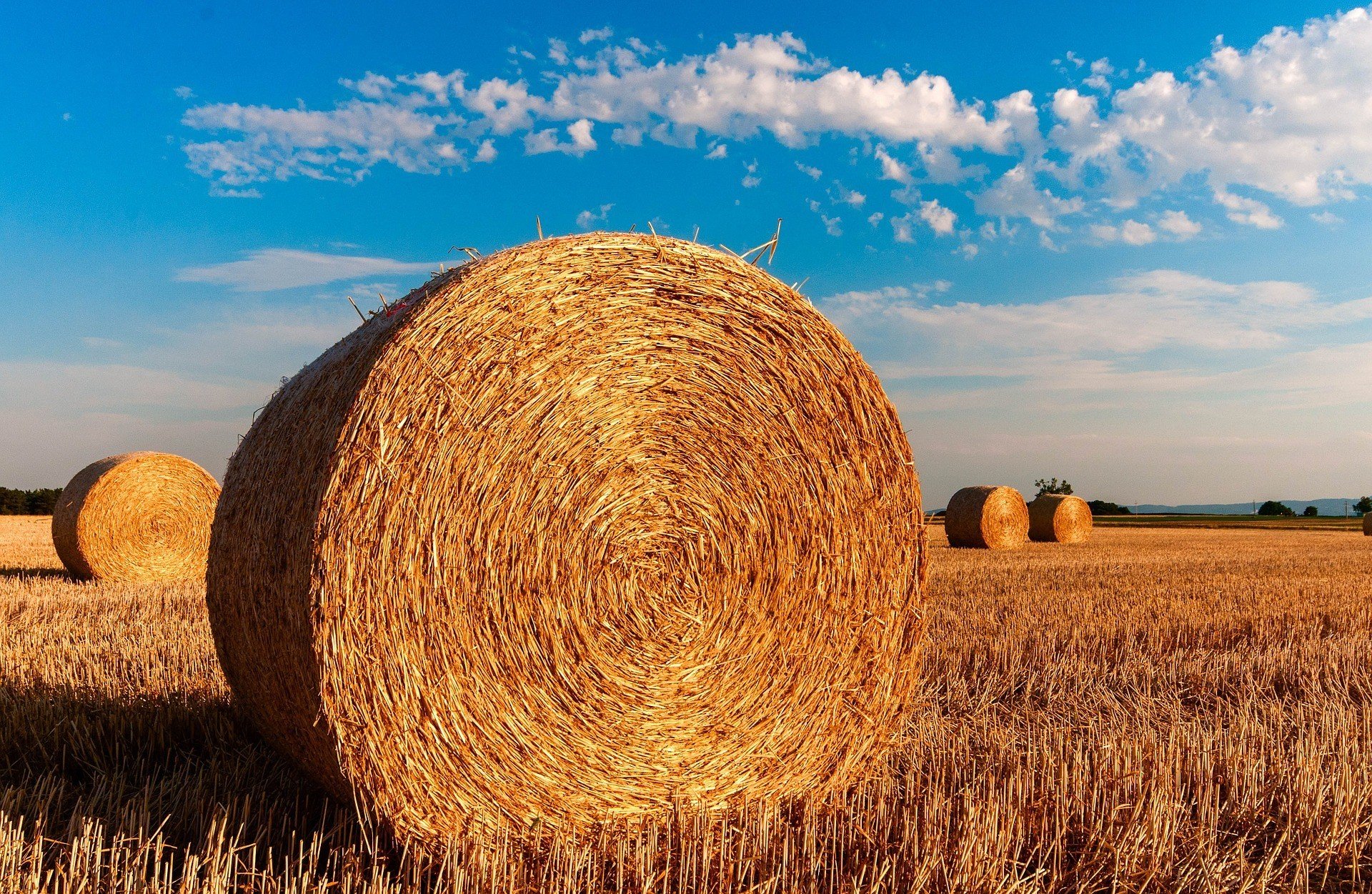На экспортном рынке цена пшеницы превысила максимум
