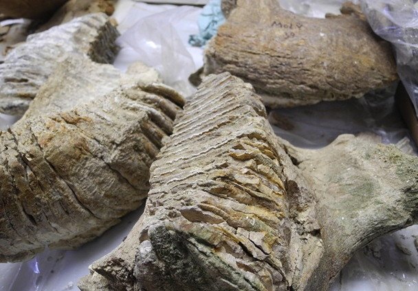 Рідкісна знахідка: в Україні виявлено зуб мамонта