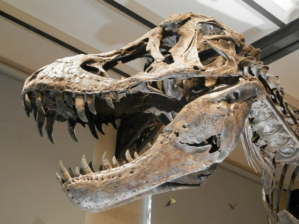 Знайдено останки найбільшого динозавра