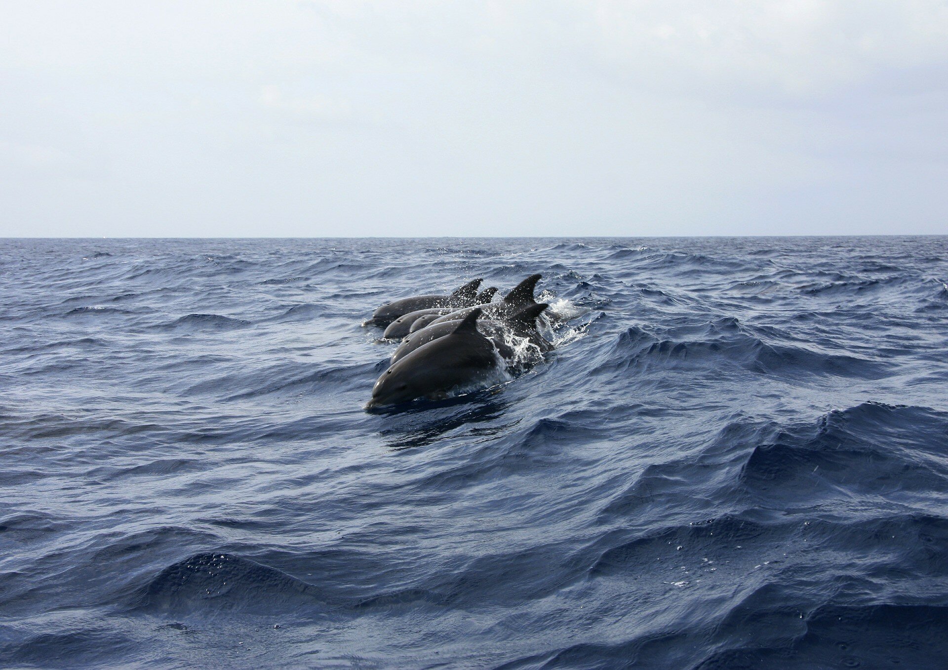У Новій Зеландії на берег викинулися близько 50 чорних дельфінів.