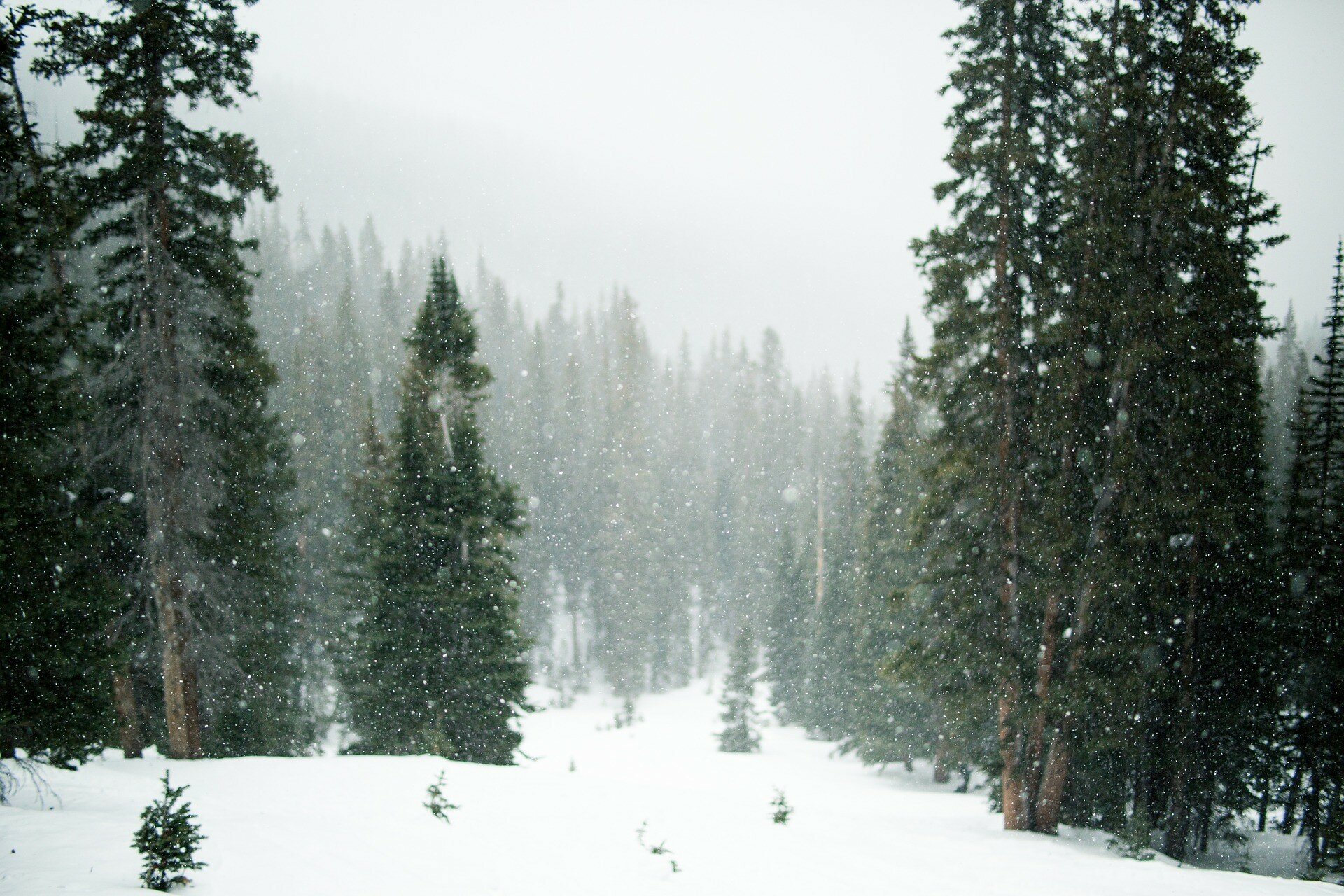 Погода на 11 лютого: головні "герої" — сніг і дощ