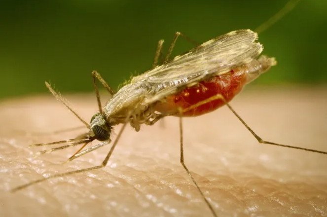 Малярийные комары из Индии: ученые обеспокоены