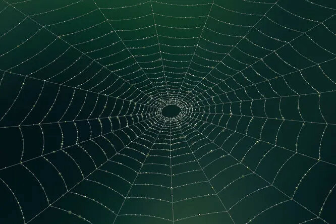 Вчені з'ясували, чому павутина в п'ять разів міцніший за сталь