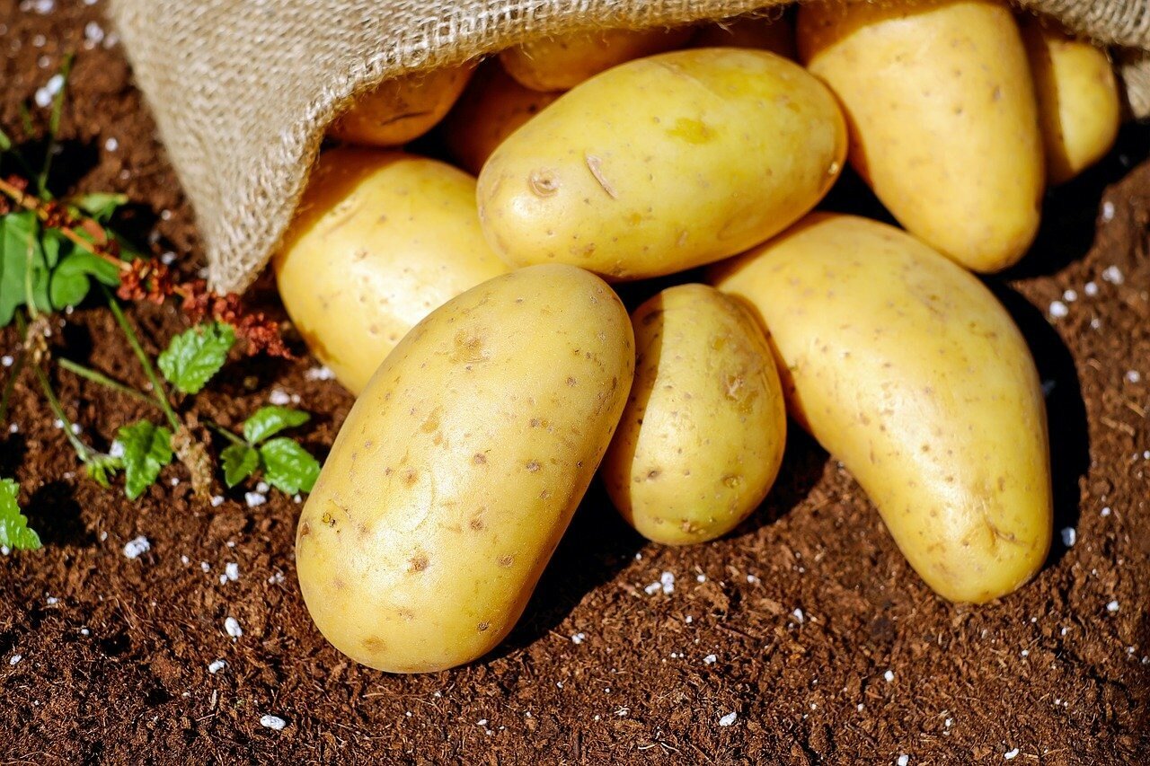 Основні виробники картоплі: топ-5 областей