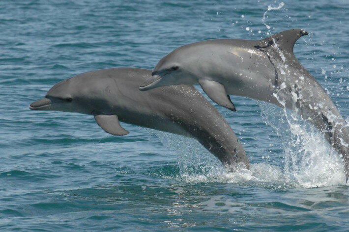 Характер дельфинов оказался схож с человеческим