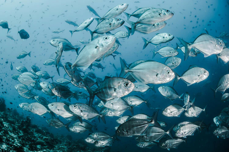 Рыбы уссурийского залива фото