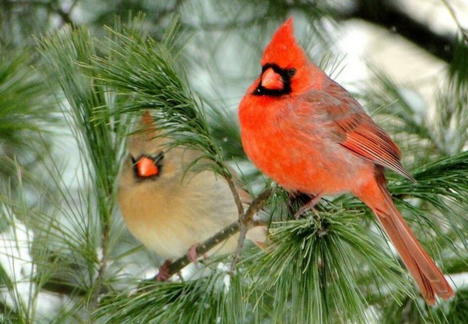 У США знайшли рідкісного двостатевого птаха-кардинала