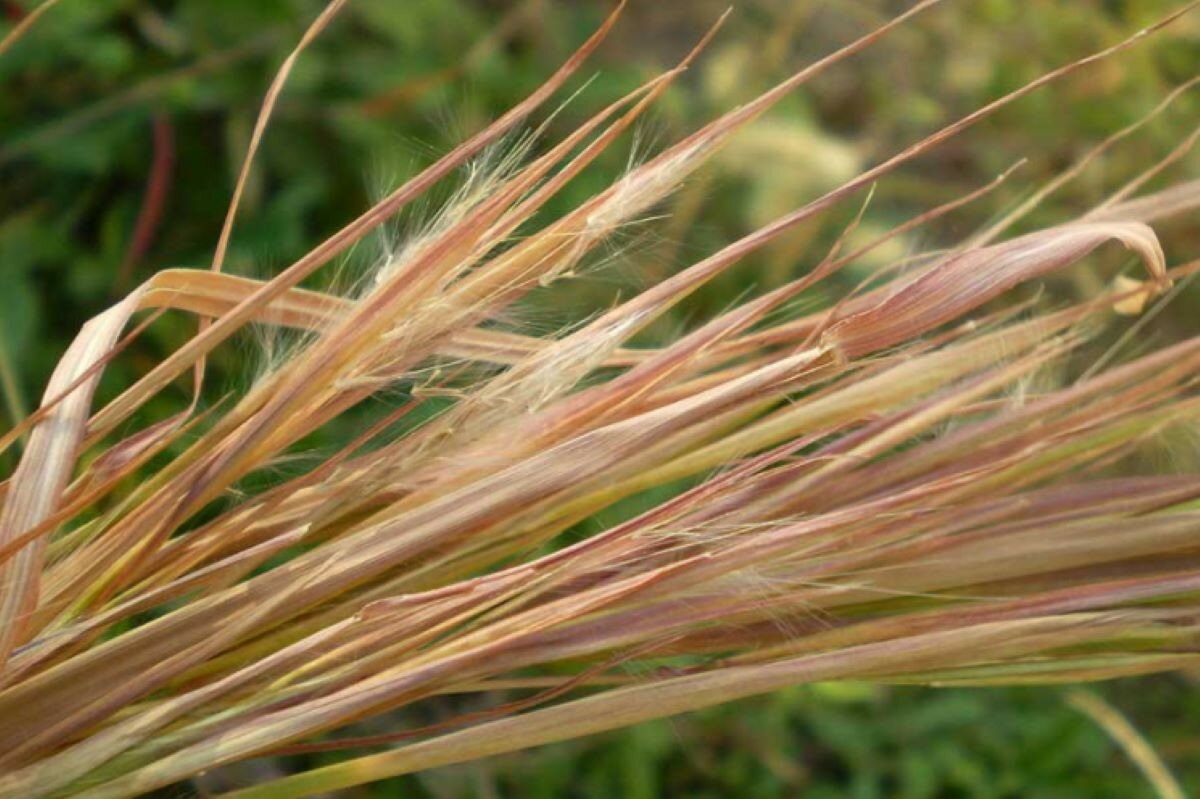 Бородач виргинский (Andropogon virginicus)