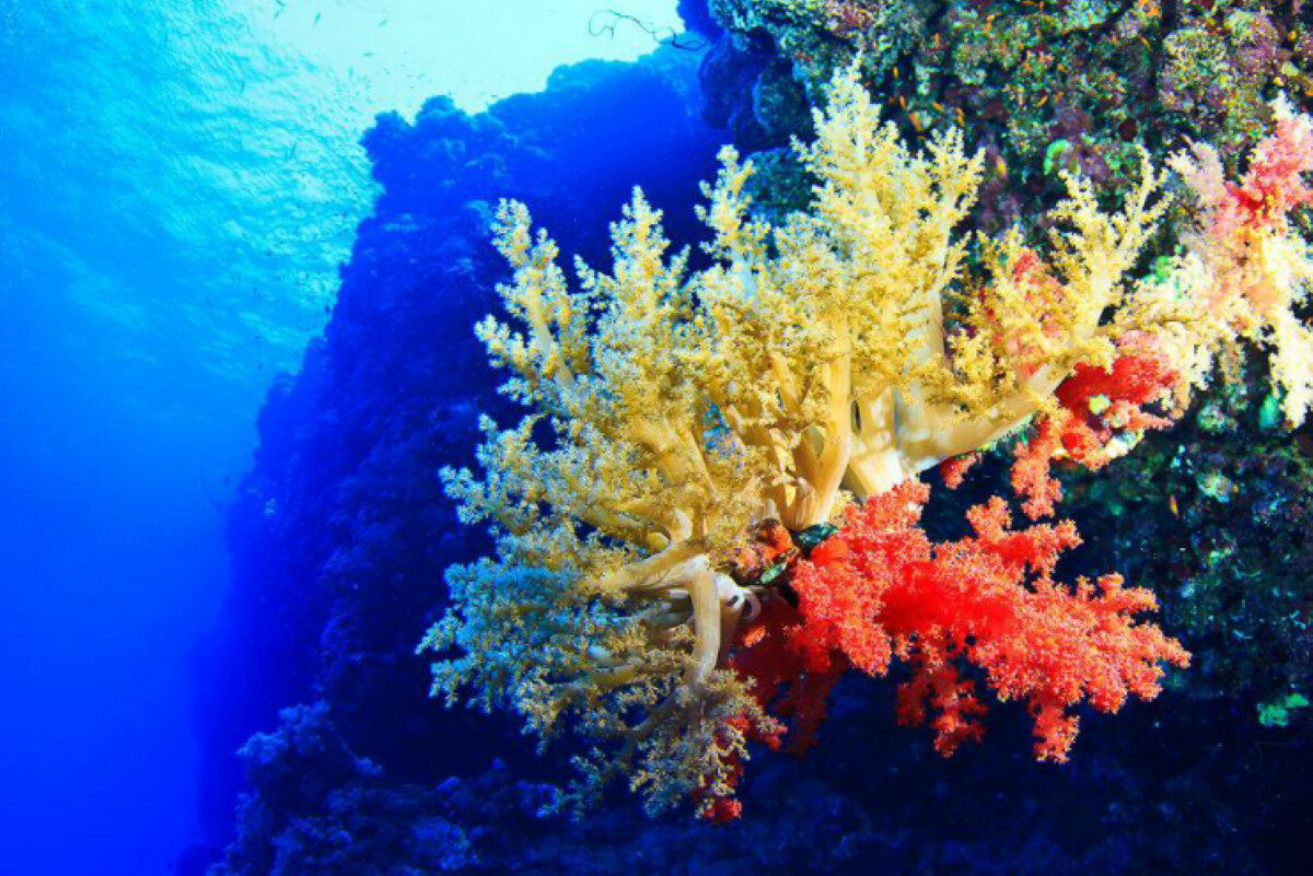 Вперше вдалося дізнатися чисельність коралів в Тихому океані
