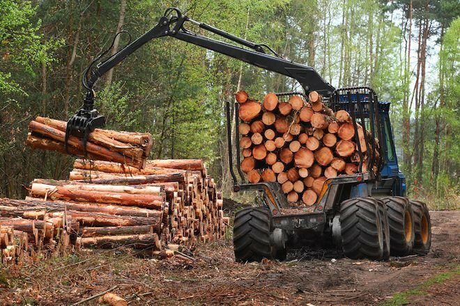 Украинский лес незаконно рубят и вывозят в Европу
